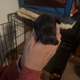 Girl 1 - Miniature Schnauzer puppy in Crossville, Tennessee from Farmers Creek Kennel