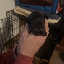 Girl 1 - Miniature Schnauzer puppy in Crossville, Tennessee from Farmers Creek Kennel