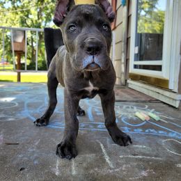 Cane Corso Puppies from Red Wood Cane Corso