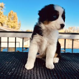 NOVA - Black tri-color female Australian Shepherd puppy in Vernal, Utah from Dancing M Kennels