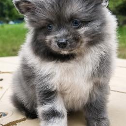Baby blue - Blue merle male Pomeranian puppy in Inverness, Florida from Pompadorable Poms