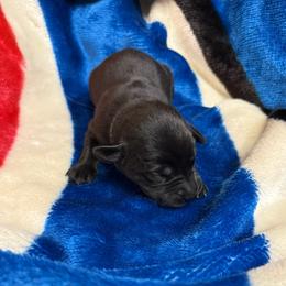 Black Boy 4 - Black male Labrador Retriever puppy in Hebron, Indiana from Farm Creek Retrievers