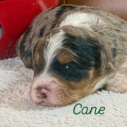Cane - Blue merle male Aussiedoodle puppy in Burbank, Ohio from Berns & Doodles