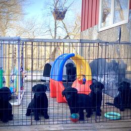 Labrador Retriever Puppies from R Little Retrievers
