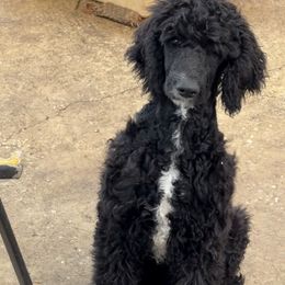 King - Black male Poodle puppy in Ormond Beach, Florida from Shooting Star Standard Poodles