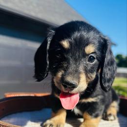 Rory - Black and cream male Dachshund puppy in Altus, Oklahoma from Johnson Prairie Pups