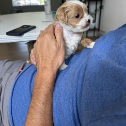 Cavapoo Puppies from The Cavapoo Club