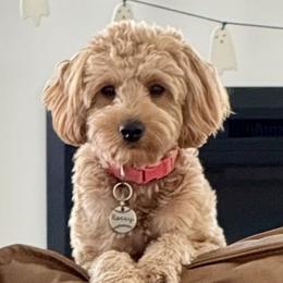 Rossi - Goldendoodle