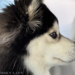 Pomskies from Pomsky Lady