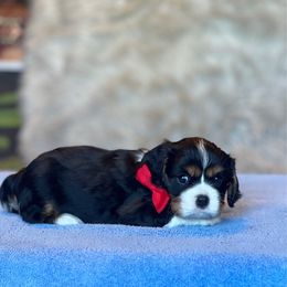 Casper - Tri-color male Cavalier King Charles Spaniel puppy in Howardsville, Virginia from Spectacular Aussies and Cavaliers