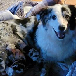 Molly - Miniature Australian Shepherd