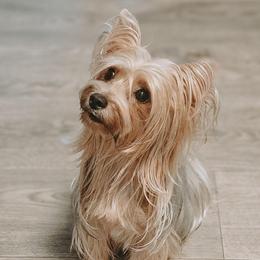 Echo Divine - Yorkshire Terrier