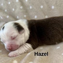 Hazel - Red tri-color female Miniature American Shepherd puppy in Florseville, Texas from Ashber Farm