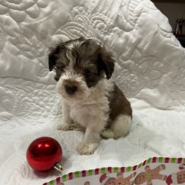 Callie - Parti female Miniature Schnauzer puppy in Stevenson, Alabama from Joyce's Miniature Schnauzers