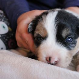 Calypso - Blue merle female Australian Shepherd puppy in Sonoita, Arizona from Gardner Canyon Kennels