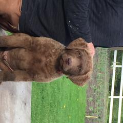Chesapeake Bay Retriever Puppies from Madrona Chesapeake Bay Retrievers