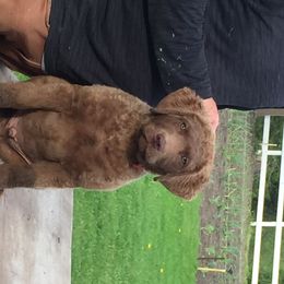 Chesapeake Bay Retriever Puppies from Madrona Chesapeake Bay Retrievers