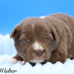 Walter - Red tri male Miniature Australian Shepherd puppy in Weeki Wachee, Florida from Arlington's Mini Aussies