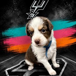 Carter - Red tri-color male Australian Shepherd puppy in Alamogordo, New Mexico from Two Nichols Aussies