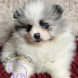 AKC SAREK - Blue merle male Pomeranian puppy in Watkins Glen, New York from Wicked Spirits Pomeranians