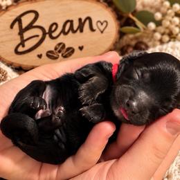 Bean - Black male Havapoo puppy in Marion, North Carolina from Puddles' Puppies