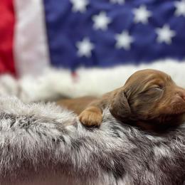 Dachshund Puppies from Hart Dachshunds