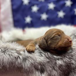 Dachshund Puppies from Hart Dachshunds