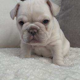 Minka - Cream female French Bulldog puppy in Clayton, California from Frenchie Luvbugs