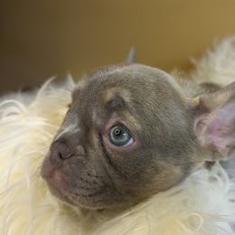 French Bulldog Puppies from 47 North Frenchies, LLC