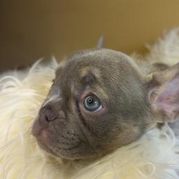 French Bulldog Puppies from 47 North Frenchies, LLC