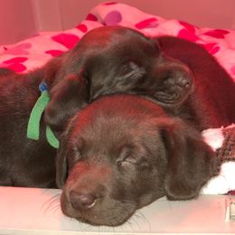 Labrador Retriever Puppies from Harvest Moon Farm