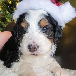 Bernedoodle and Labradoodle Puppies from Reid Wasatch Doodles