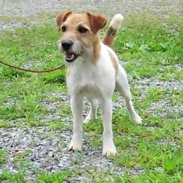 Coby - Jack Russell Terrier