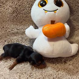 Little Peanut - Black and tan male Yorkshire Terrier puppy in Paris, Tennessee from Nolan’s Yorkie Farm