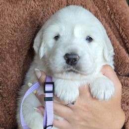 Ursula - White female Great Pyrenees puppy in Antwerp, New York from Empyre Great Pyrenees