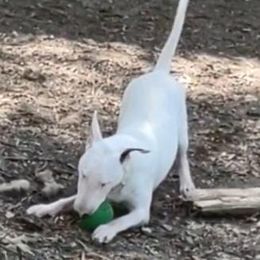 Bull Terrier puppies from Glentom Bull Terriers