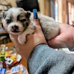 Armani - Black parti male Pomeranian puppy in Illinois from Maribel Poms