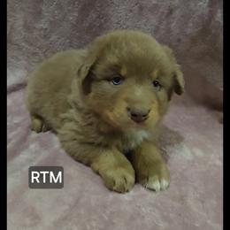 Caspian - Red tri male Miniature Australian Shepherd puppy in Bend, Oregon from Badlands Toy and Mini Aussies