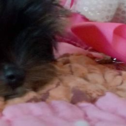 Yorkshire Terrier Puppies from Twilights Yorkies FL