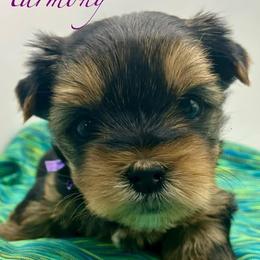 Harmony - Black and tan female Yorkshire Terrier puppy in Galesburg, Illinois from Sunny Sky Yorkies