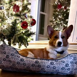 American Corgi and Pembroke Welsh Corgi Puppies from Beebe’s Corgis