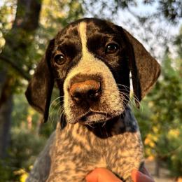 Cayenne- red collar - Black roan male German Shorthaired Pointer puppy in Mokelumne Hill, California from Underhill GSP
