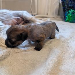 DaoDog Quenn Victoria - Palomino female Chinese Crested puppy in Highland Park, Michigan from Family Kennel Dao Dog