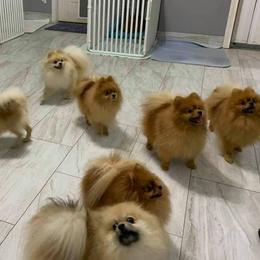 Pomeranians from Del-May Pomeranians