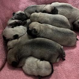 Boy 5 - Fawn Pug puppy in South Carolina from Pugs From the Corner