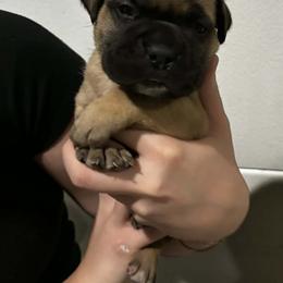 Gucci - Red fawn female Bullmastiff puppy in South Attleboro, Massachusetts from Bessettes Bullies