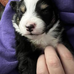 Australian Shepherd Puppies from Kelly Arndt