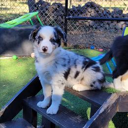 Onyx - Blue merle male Border Collie puppy in Morgan, Texas from Shooting Star Ranch