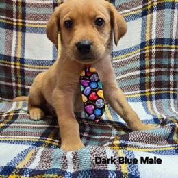 Boy 1 - Yellow male Labrador Retriever puppy in Potosi, Wisconsin from Point and Flush Gun Dogs