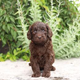 Orange - Chocolate female Australian Labradoodle puppy in Williamstown, New York from Lewis Manor Labradoodles
